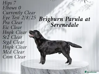 Labrador Retriever dogs Show Chunky Black Male for Stud - Advert 10