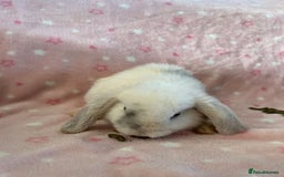Mini Lop rabbits for sale: Pure Breed Mini Lop baby bunnies ready 1st Aug - Image 14