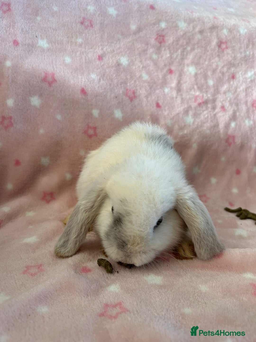 Mini Lop rabbits for sale: Pure Breed Mini Lop baby bunnies ready 1st Aug - Image 14