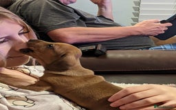 Miniature Dachshund dogs for sale: smooth miniature dachshund   - Advert 9