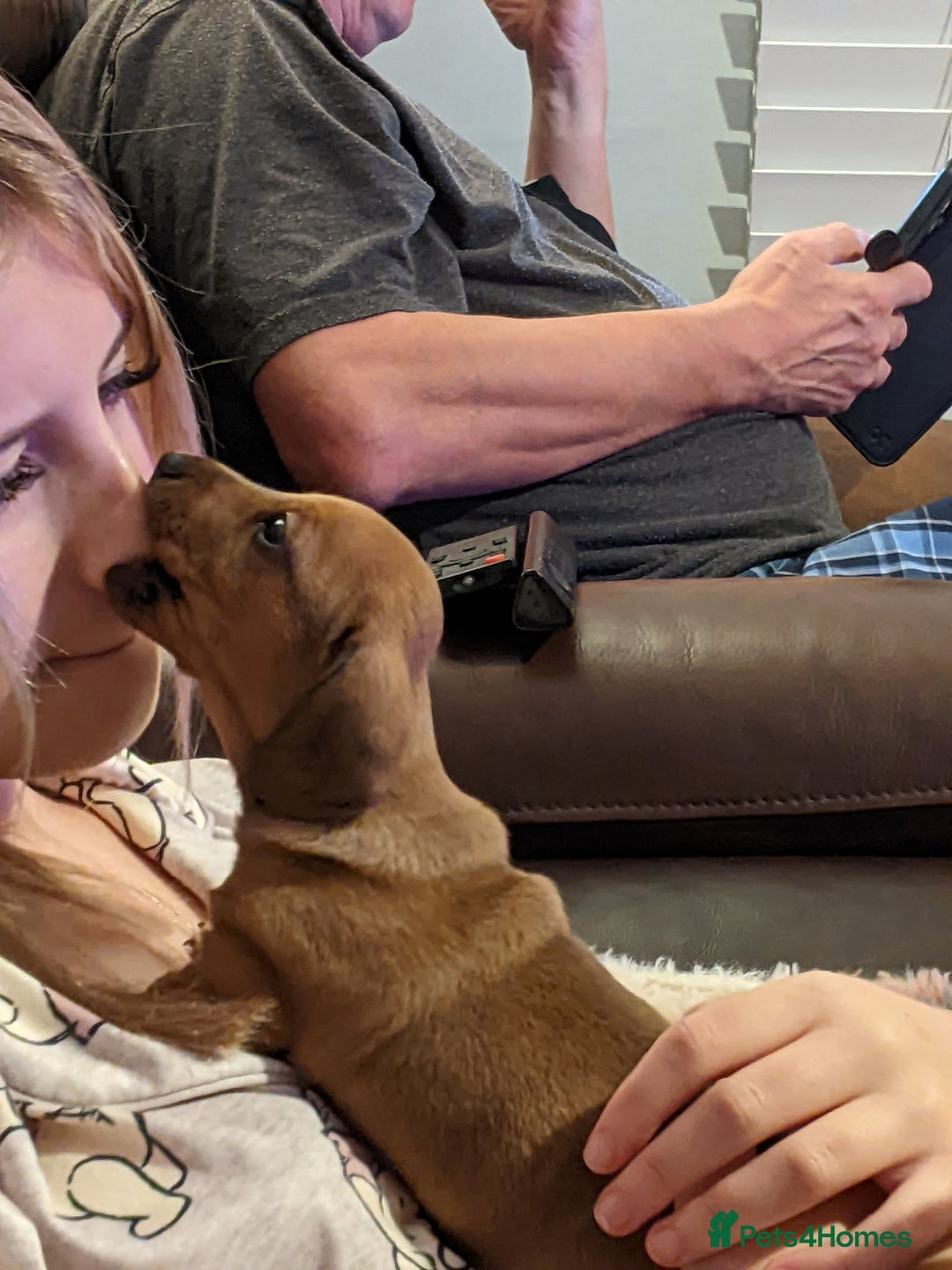 Miniature Dachshund dogs for sale: smooth miniature dachshund   - Advert 9