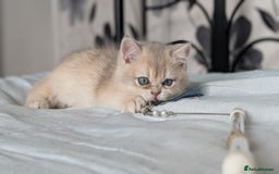 British Shorthair cats for sale: One lovely girl and three handsome boys  - Image 21