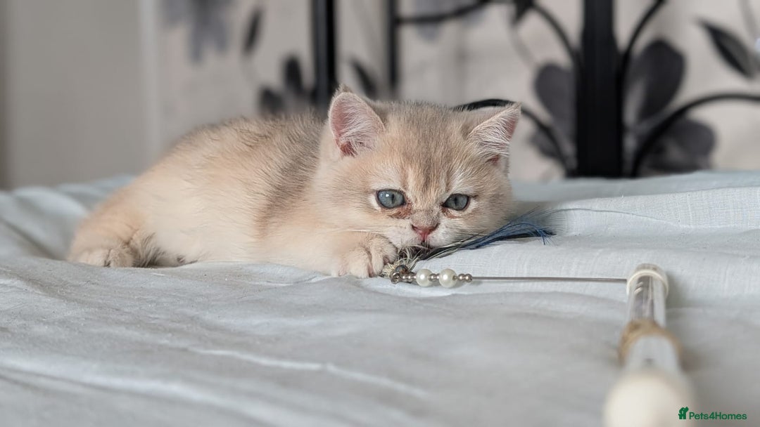 British Shorthair cats for sale: One lovely girl and three handsome boys  - Image 21