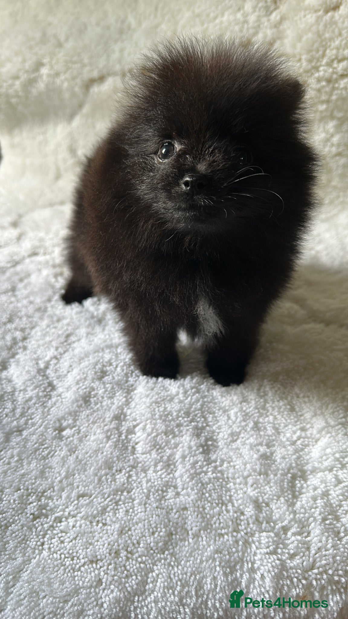 Pomeranian dogs for sale: Russian/Taiwan Pomeranian puppies in Wolverhampton - Advert 3