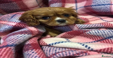 Cavalier King Charles Spaniel dogs - Advert 10