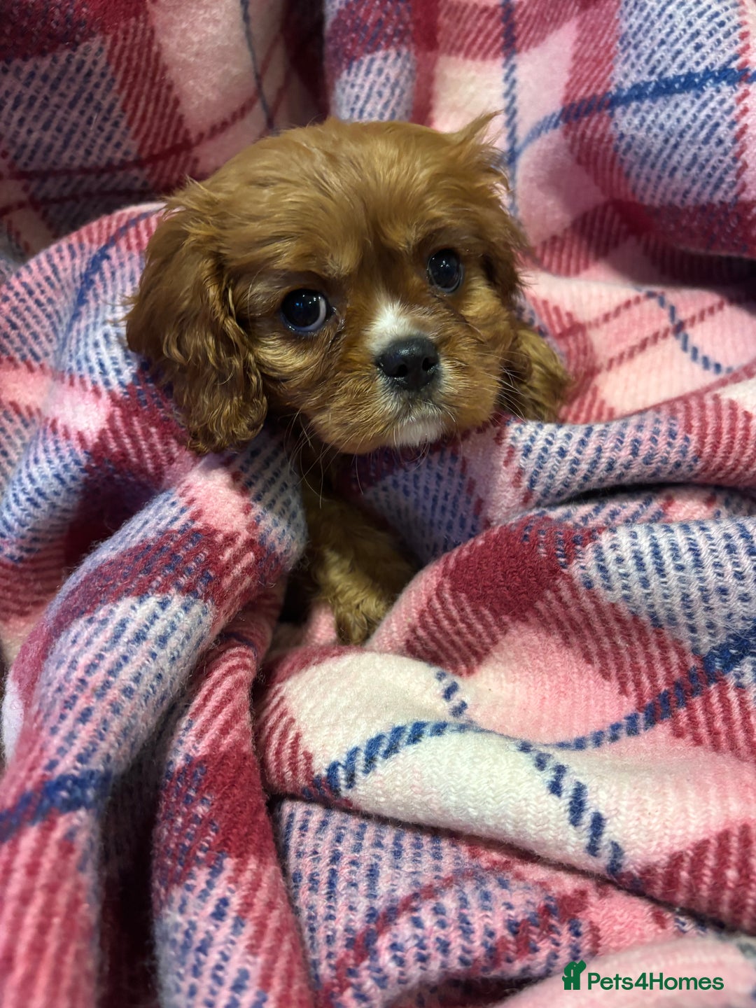 Cavalier King Charles Spaniel dogs for sale: KC registered cavalier king charles spaniels ⭐️🐶 - Image 2