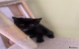 Mixed Breed cats for sale: FEMALE KITTENS FOR SALE £100 EACH - Image 6