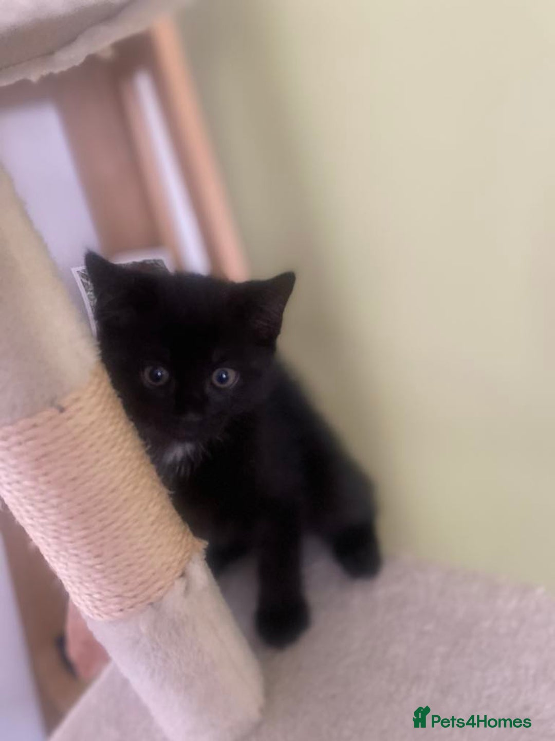Mixed Breed cats for sale: FEMALE KITTENS FOR SALE £100 EACH - Image 6