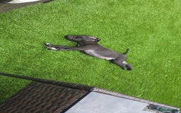 Staffordshire Bull Terrier dogs for sale: Staffy pup - Image 1
