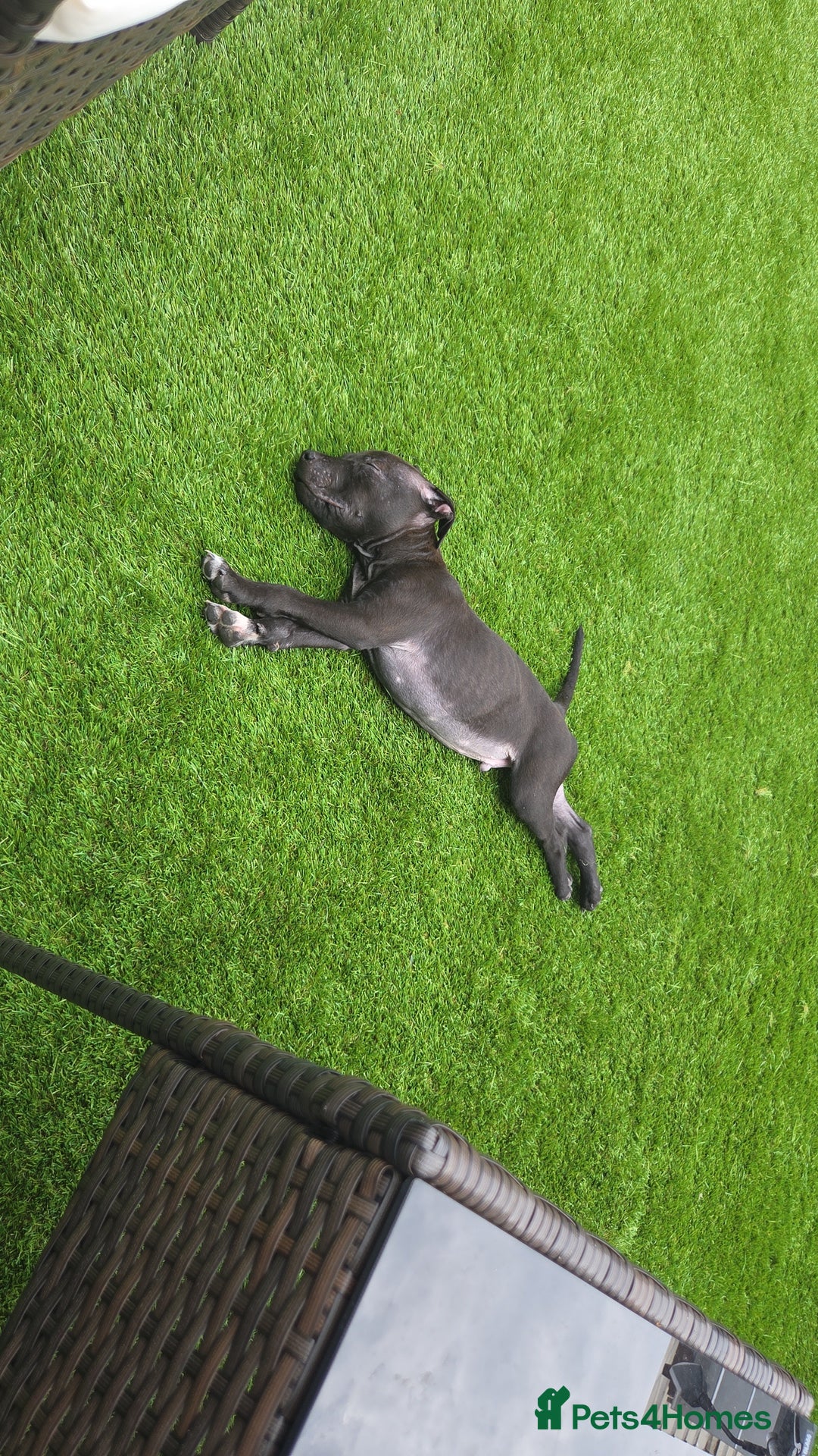 Staffordshire Bull Terrier dogs for sale: Staffy pup - Image 1