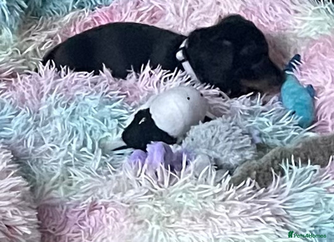 Dachshund dogs for sale: Dachound puppies - Advert 2