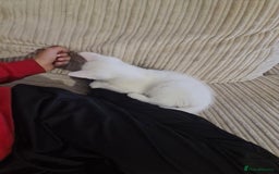 British Shorthair cats for sale: Male White Kitten - Image 5