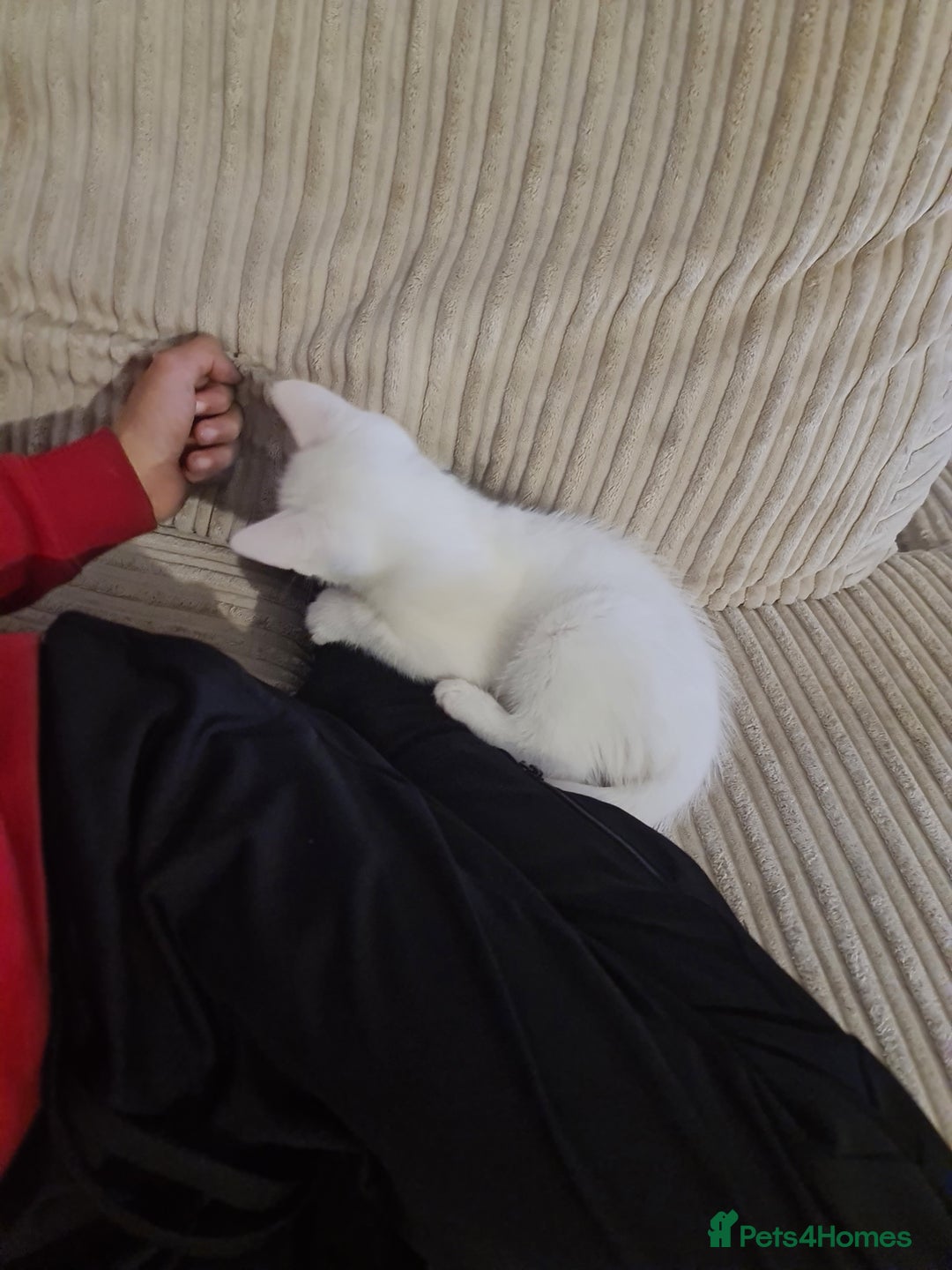 British Shorthair cats for sale: Male White Kitten - Image 5