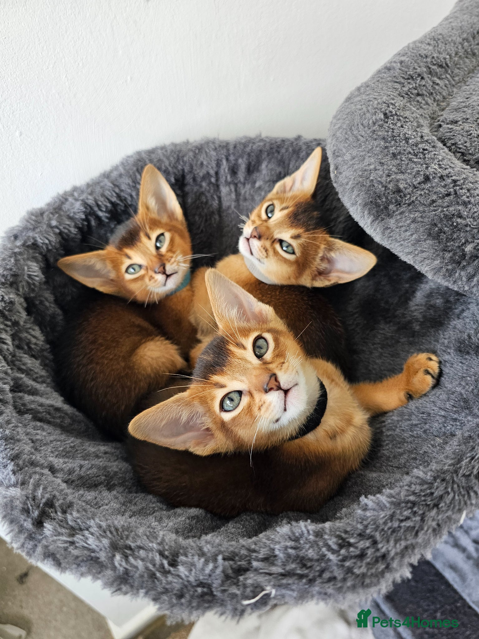 Abyssinian cats LAST TWO BOYS,champion line Abyssinian kittens🎖 - Advert 2