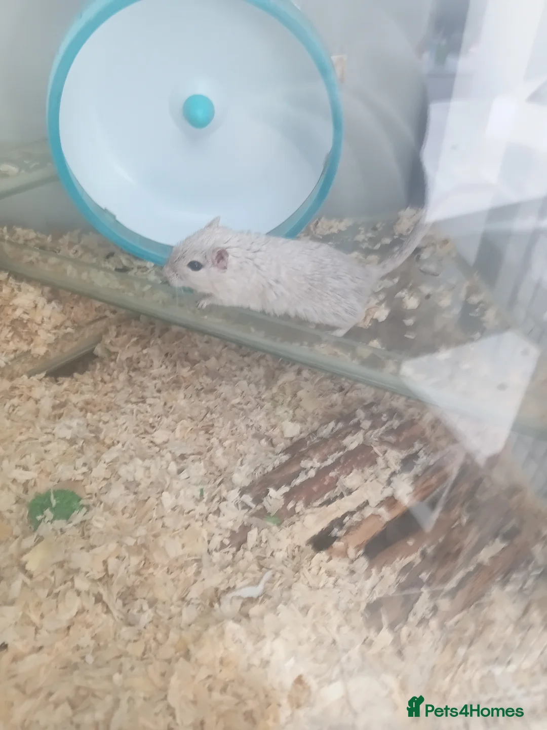 Gerbil rodents for sale: Gerbils needing a new home - Advert 1