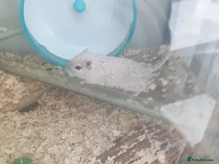 Gerbil rodents Gerbils needing a new home - Advert 1