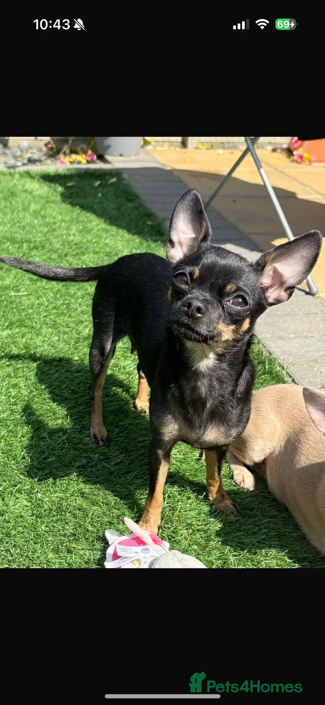 Chihuahua dogs for sale: Chihuahua Puppies  - Advert 7