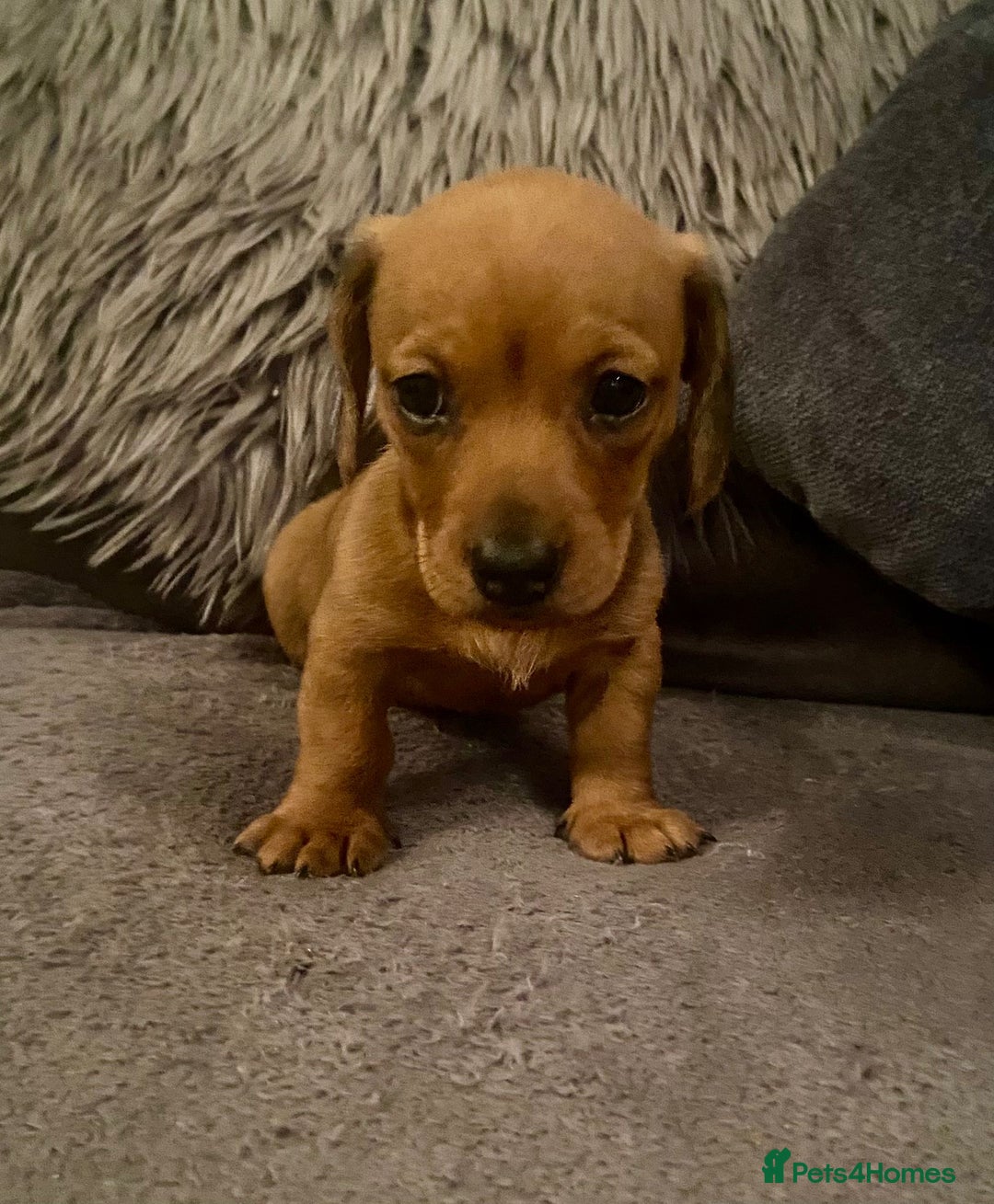 Miniature Dachshund dogs for sale: Stunning Miniature Daschund - Advert 5