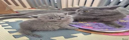 Scottish Fold cats for sale: Scottish Fold Kittens  - Advert 11