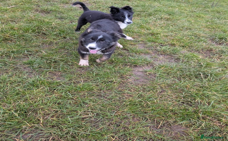 Border Collie dogs - Advert 2