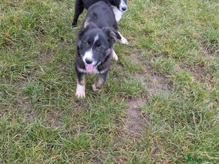 Border Collie dogs - Advert 2