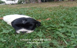 Mixed Breed dogs for sale: Fen Spaniels -Korthols x Eng Springer Spaniel  - Image 11