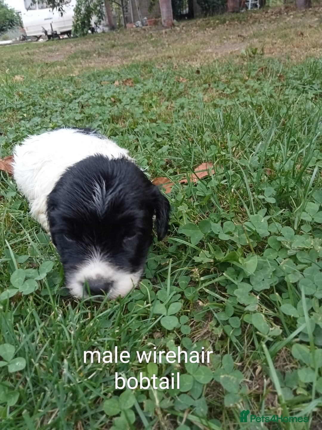 Mixed Breed dogs for sale: Fen Spaniels -Korthols x Eng Springer Spaniel  - Image 11