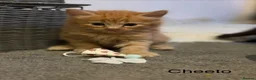 Mixed Breed cats for sale: Kittens looking for their forever homes in Huntingdon - Advert 11