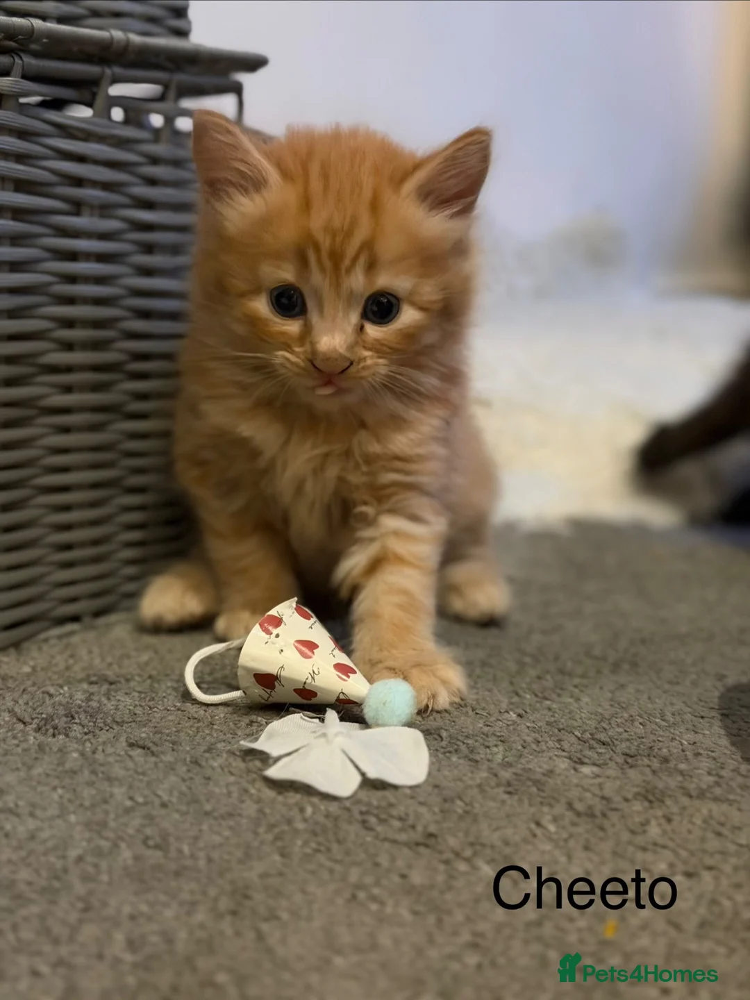 Mixed Breed cats for sale: Kittens looking for their forever homes in Huntingdon - Advert 11