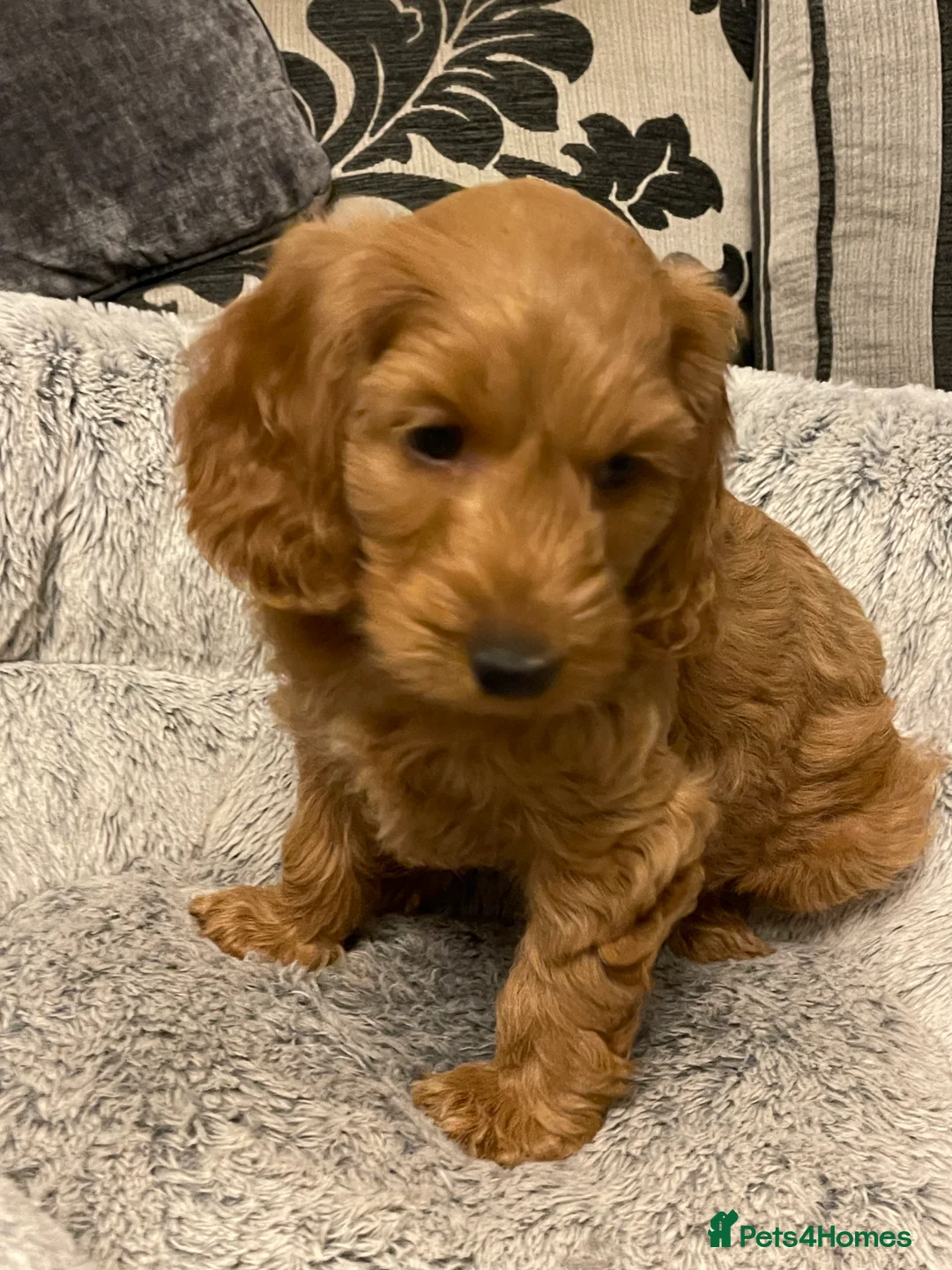 Cockapoo dogs for sale: Two gorgeous girls left.Ready to leave - Advert 6