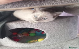 Mixed Breed cats for sale: Kitties  - Image 7
