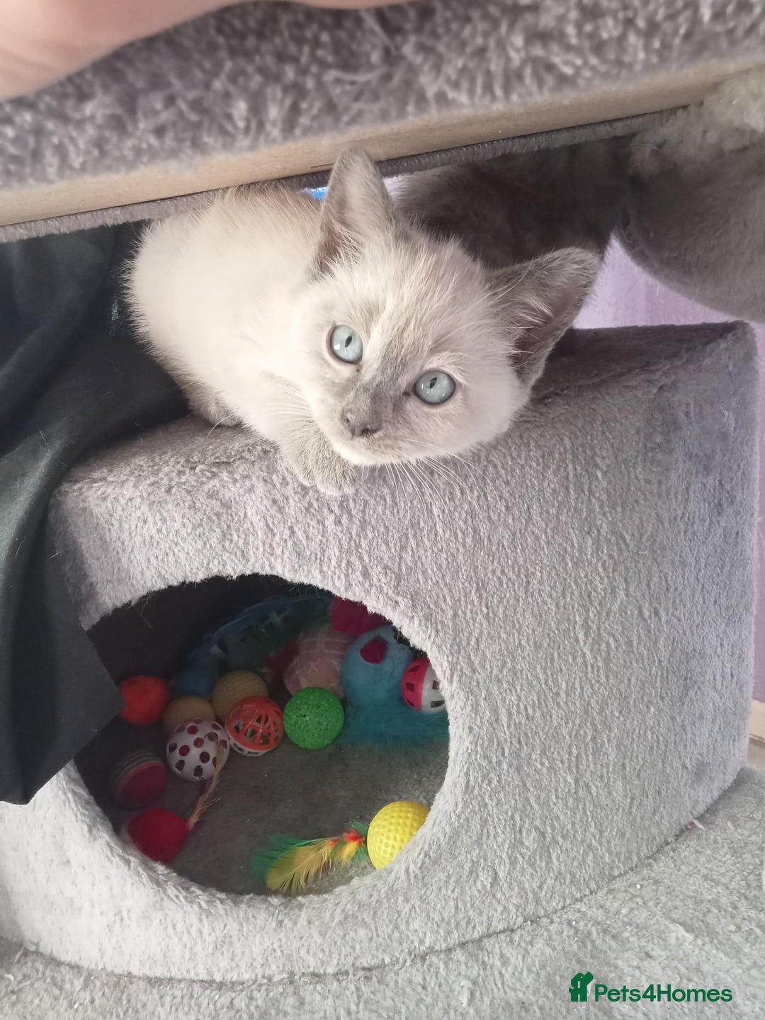 Mixed Breed cats for sale: Kitties  - Image 7