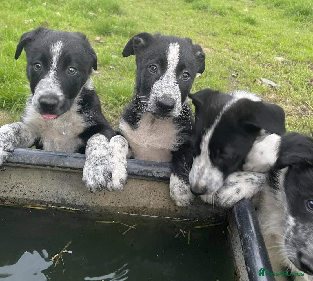 Border Collie dogs for sale: Border Collie Pups in Caersws - Advert 1