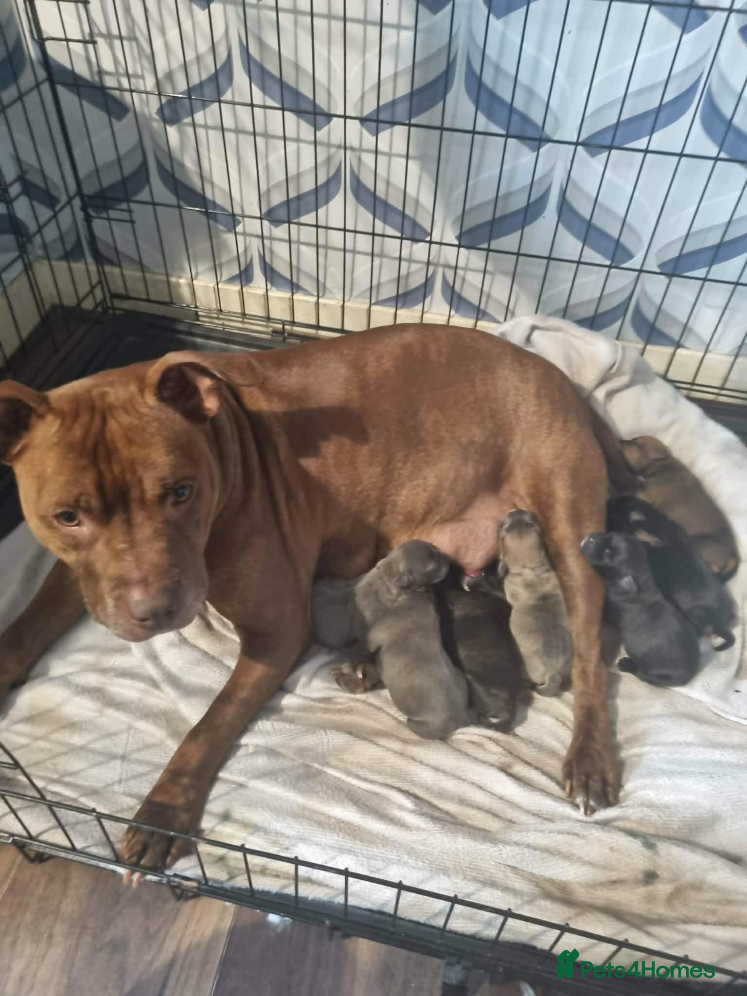 Staffordshire Bull Terrier dogs for sale: 8 staffy puppies looking for forever homes  in Alloa - Advert 1