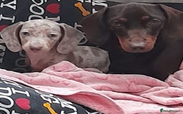 Dachshund dogs for sale: Pied sausage for sale  - Image 2