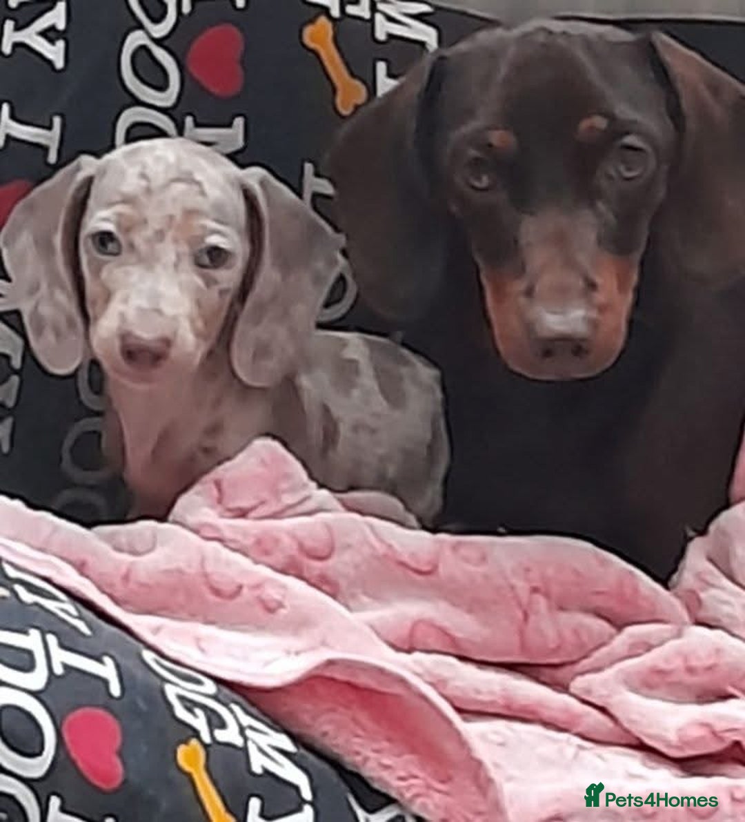 Dachshund dogs for sale: Pied sausage for sale  - Image 2