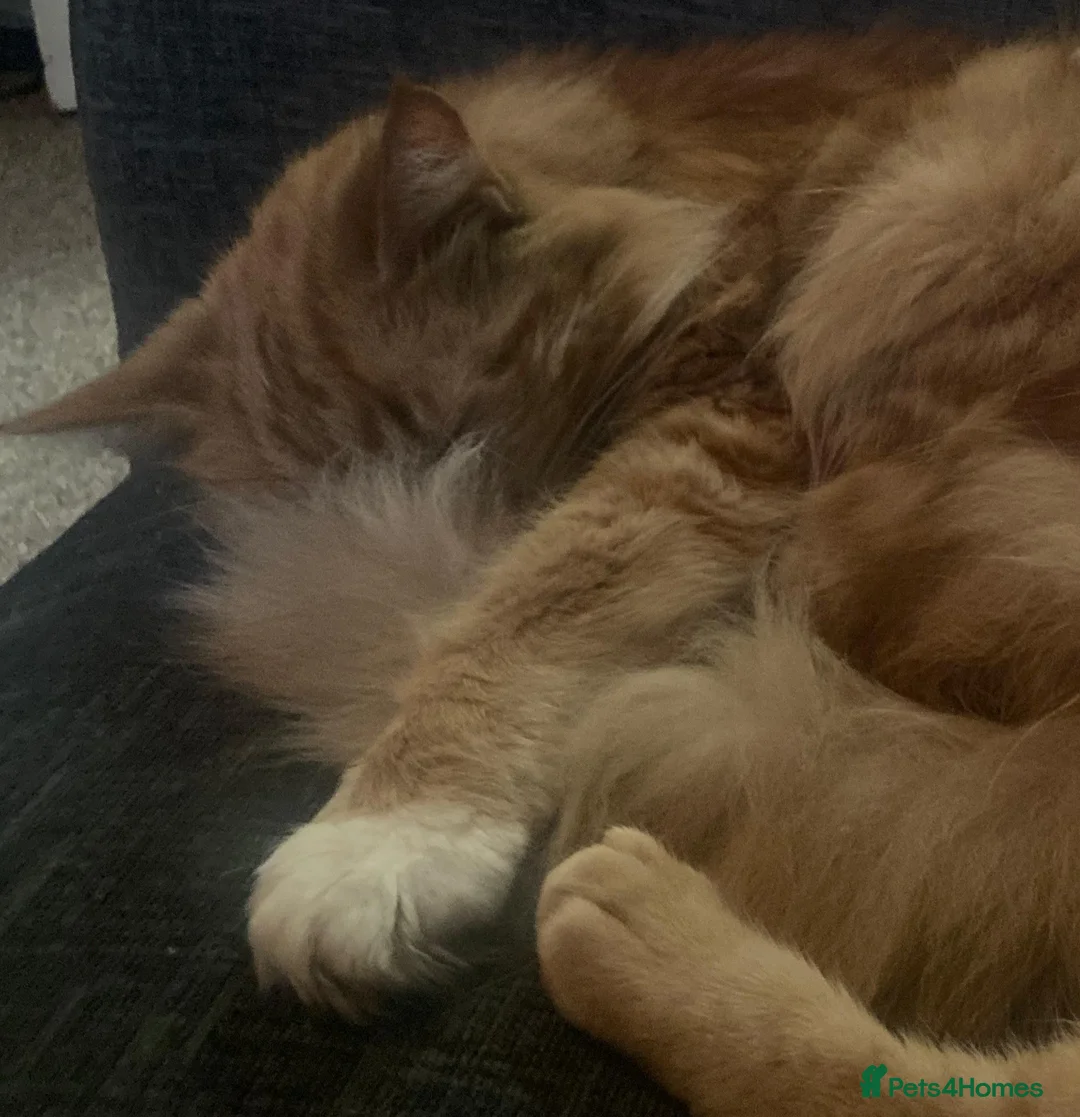 Mixed Breed cats for sale: Rehoming Zeppy  - Advert 2