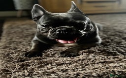 French Bulldog dogs for sale: French Bulldog  - Image 5