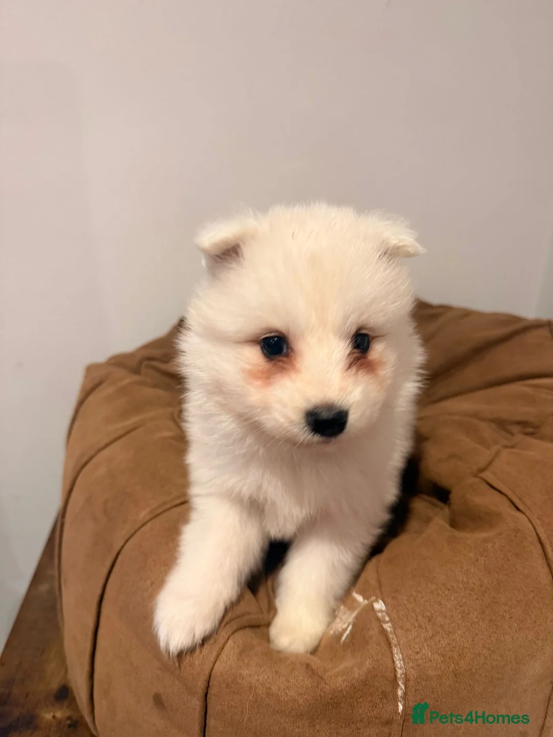 Samoyed dogs for sale: Samoyed Puppies for Sale - Advert 16