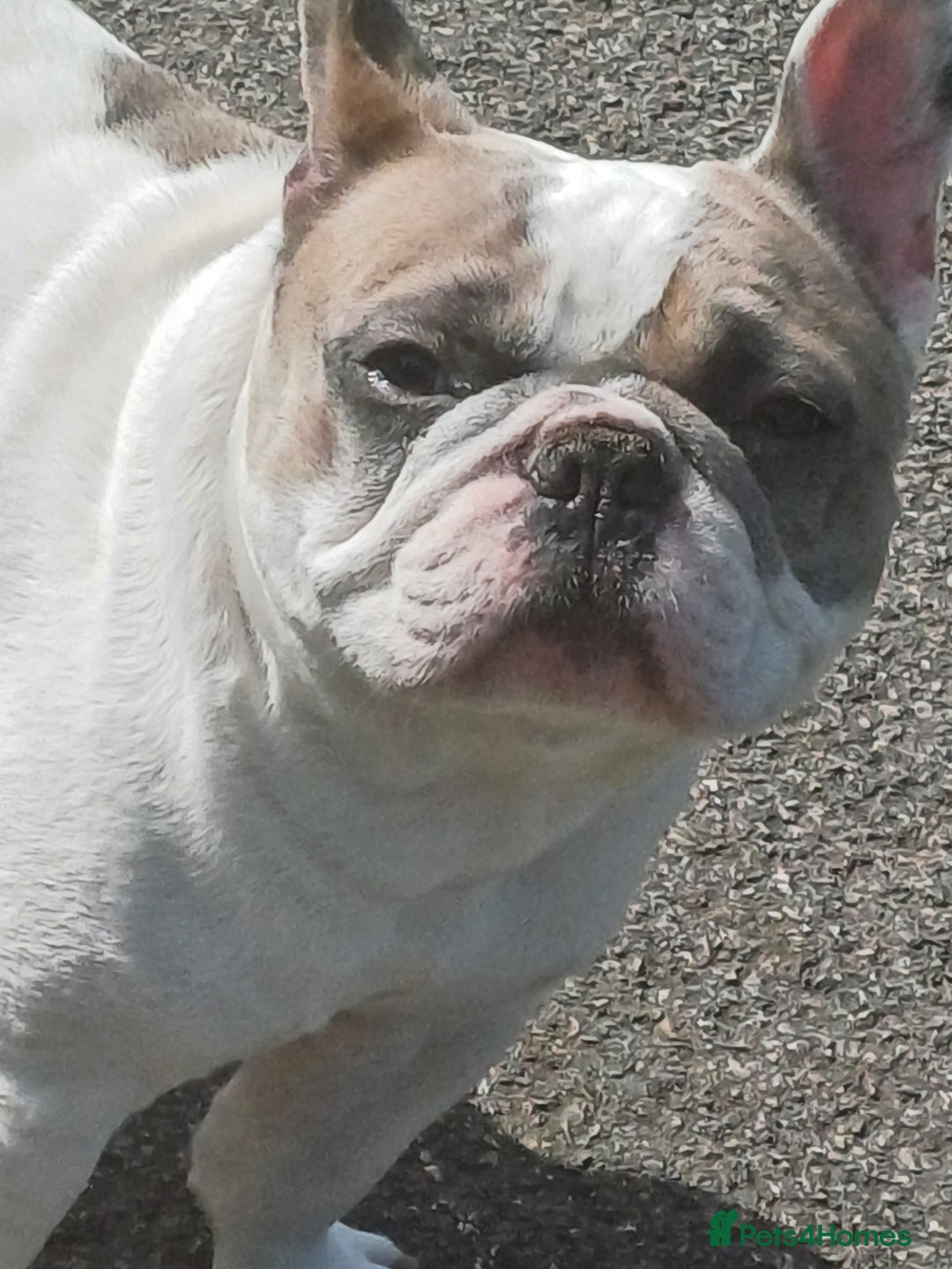 French Bulldog dogs for sale: Franc the frenchie  in Houghton le Spring - Image 1