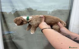 Mixed Breed dogs for sale: Bedlington terrier poodle mixed with a cockerpoo - Image 10