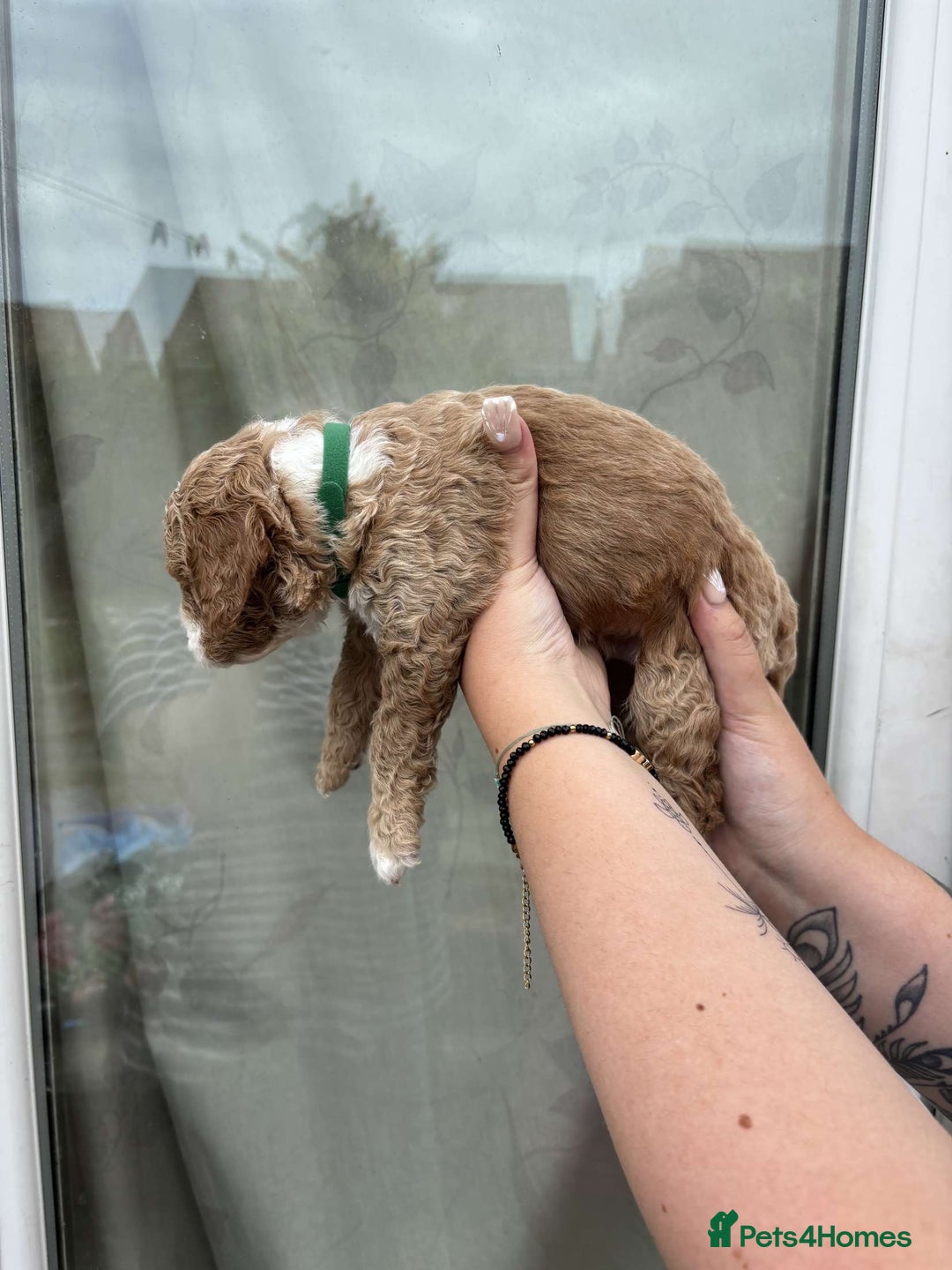 Mixed Breed dogs for sale: Bedlington terrier poodle mixed with a cockerpoo - Image 10