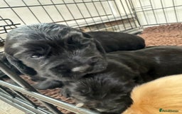 Sprocker dogs for sale: Cocker spaniel pups  - Image 15