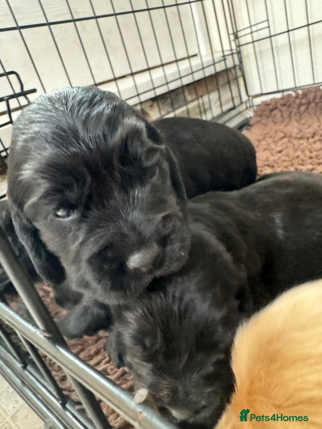 Sprocker dogs for sale: Cocker spaniel pups  - Image 15