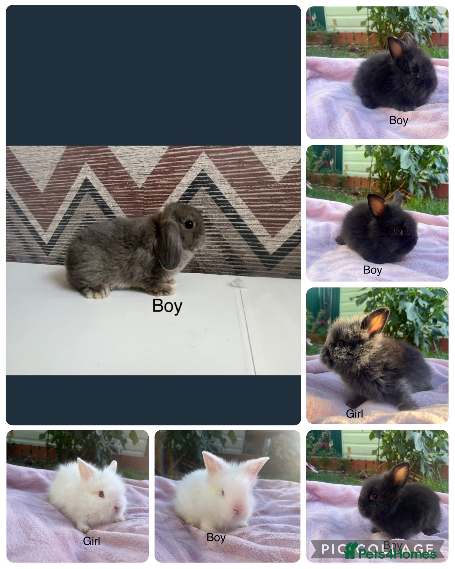 Lionhead rabbits Mini double maned lionheads  - Advert 1