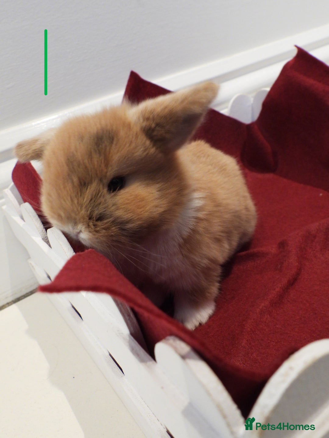 Mini Lop rabbits for sale: Adorable Purebred Baby Mini Lops - Image 5