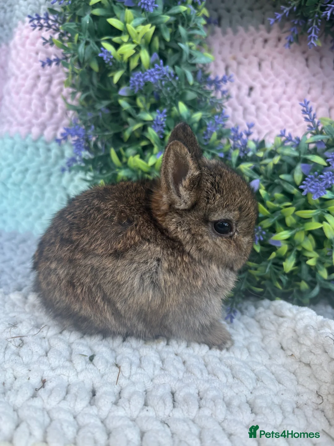 Netherland Dwarf rabbits for sale: Netherlands looking for 5⭐️ homes  - Advert 1