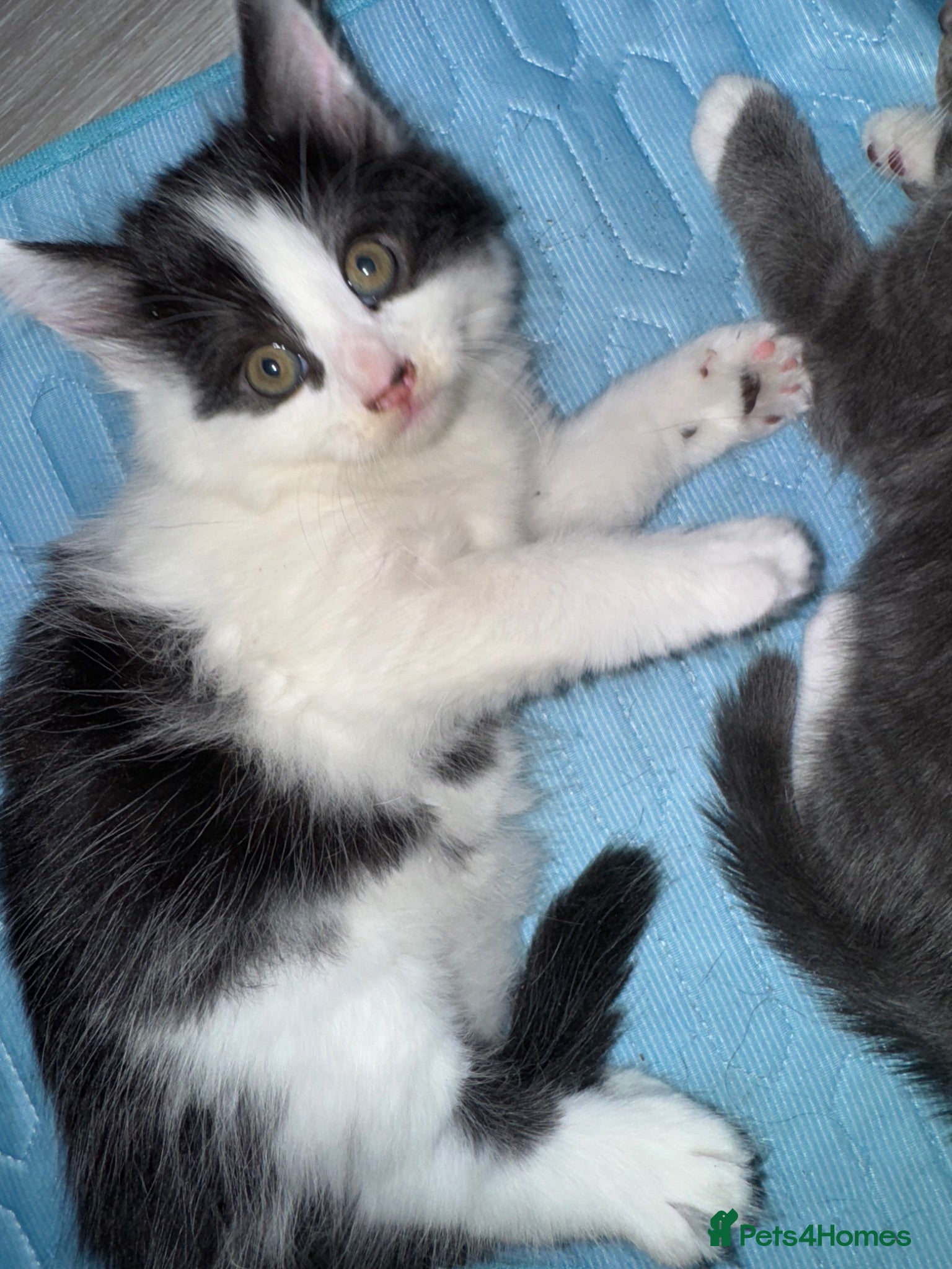 Mixed Breed cats Beautiful grey / black and white  - Advert 14
