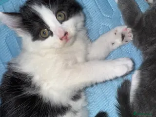 Mixed Breed cats Beautiful grey / black and white - Advert 16