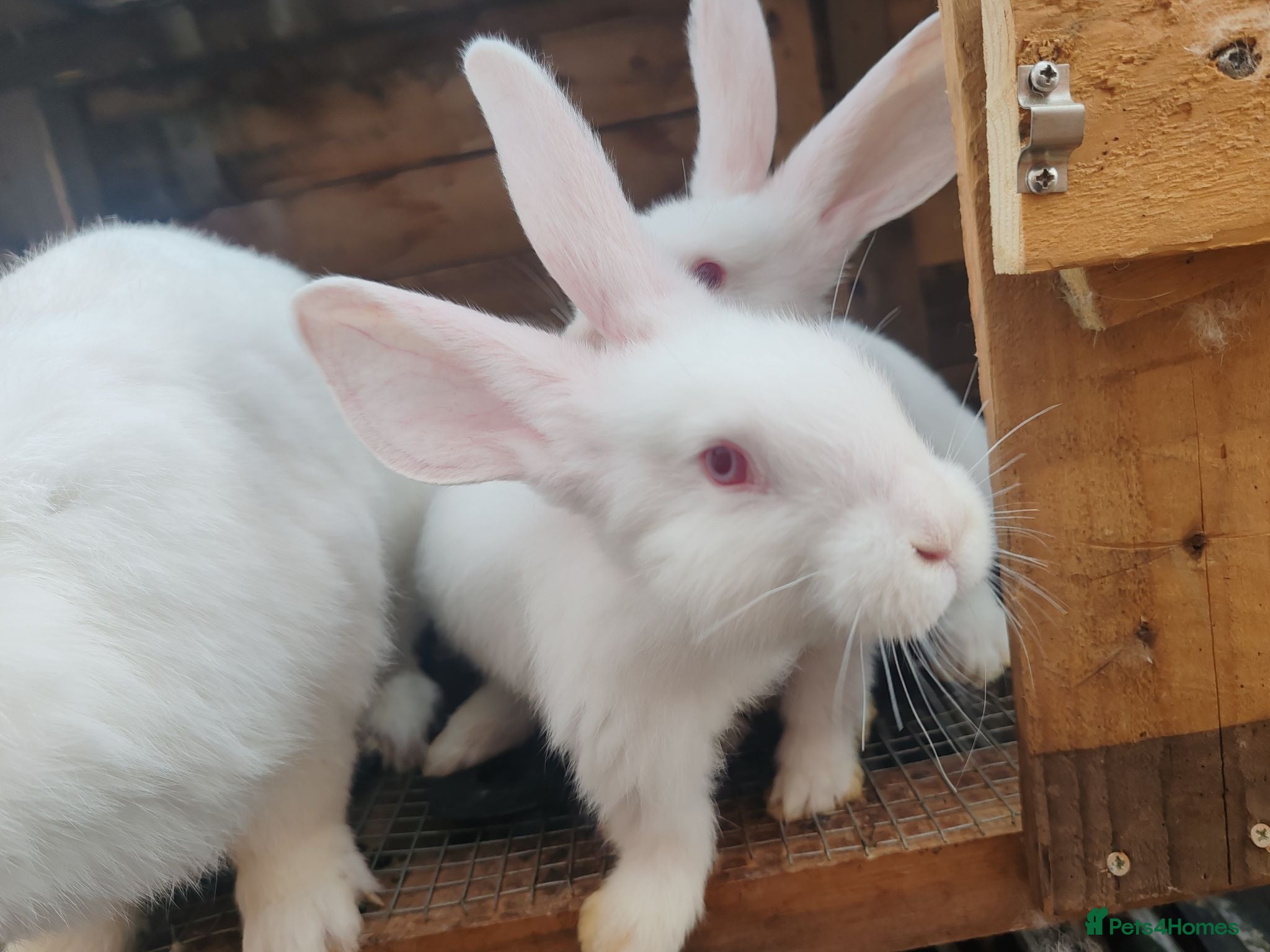 Continental Giant rabbits Male continental giant babies  - Advert 1